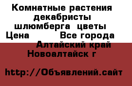 Комнатные растения, декабристы (шлюмберга) цветы › Цена ­ 300 - Все города  »    . Алтайский край,Новоалтайск г.